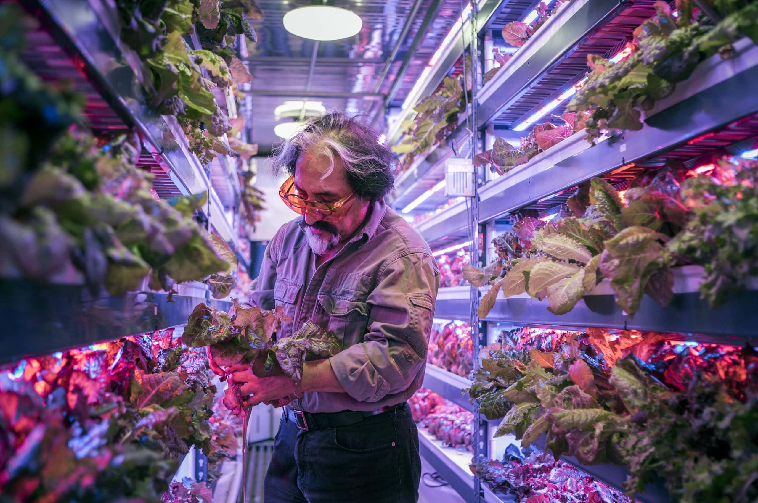 Emirates Flight Catering Pioneers Vertical Farming in the UAE