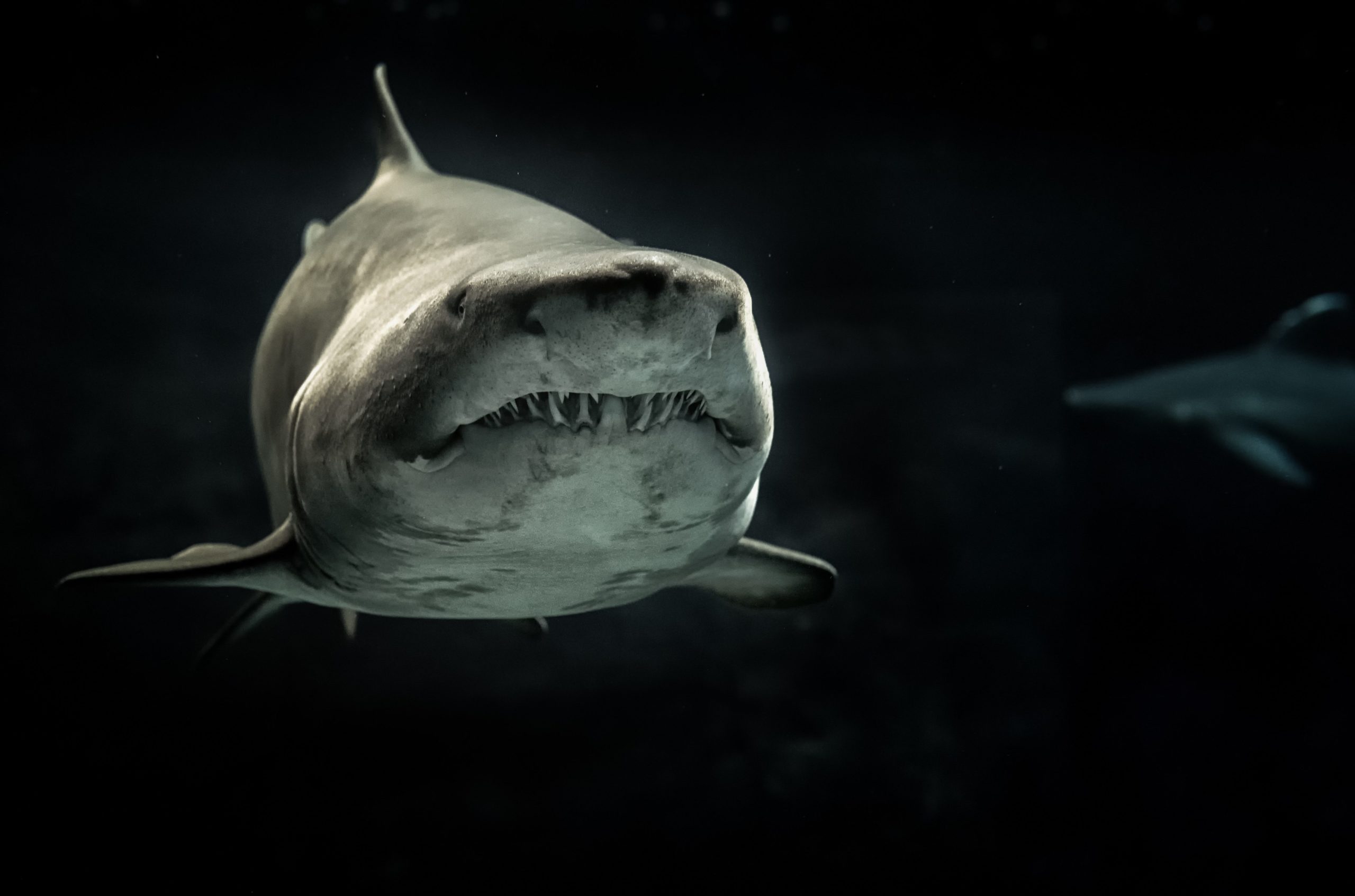 Shark Week